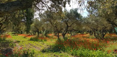 Parcelle d'oliviers au printemps
