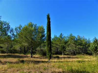 Cyprès de Provence