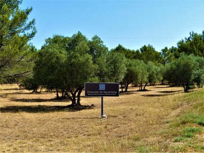Oliveraies de Valdition