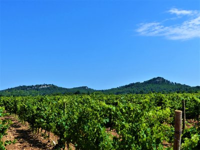 Vignoble de Valdition