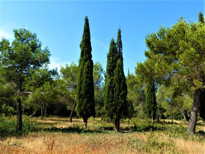 Cyprès de Provence