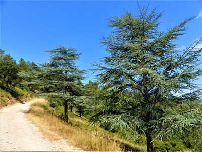 Cèdres de l'Atlas
