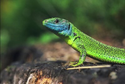 Le lézard vert