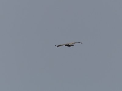 Vautour fauve planant autour du Mont-Vial
