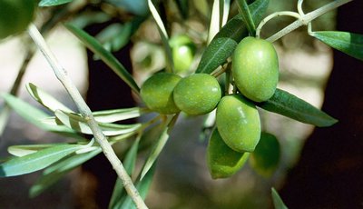Olives AOP des Baux-de-Provence