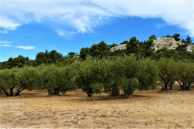 Oliveraie AOP de la Vallée des Baux-de-Provence