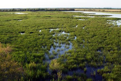 Marais de Vigueirat