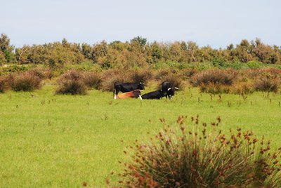 Taureaux de combat