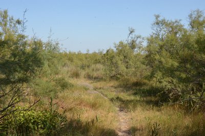 Palunette