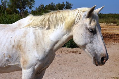 Cheval de Camargue