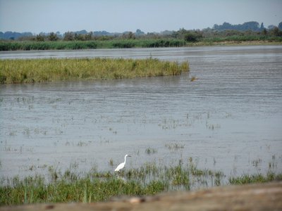 Oiseau du marais