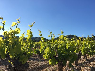 Vignes AOP des Baux-de-Provence