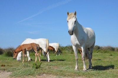Chevaux de Camargue