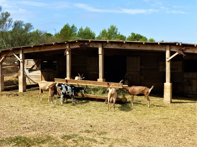 Chèvres laitières de l'Atelier Fromager des Calans