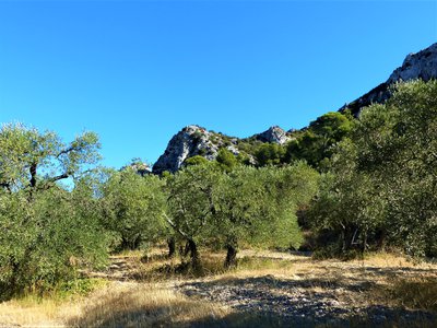 Plantation d'oliviers