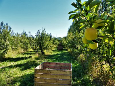 Plantation de pommes Golden