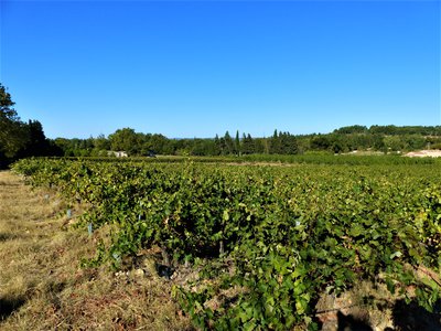 Vignobles d'Eyragues
