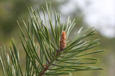 Aiguilles et fleur de Pin sylvestre