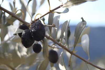 Olives noires de Nyons