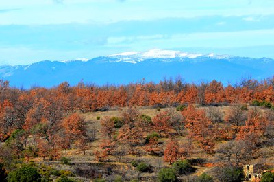 La montagne de Lure 