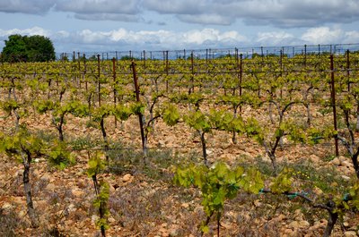 Vignes sur le plateau