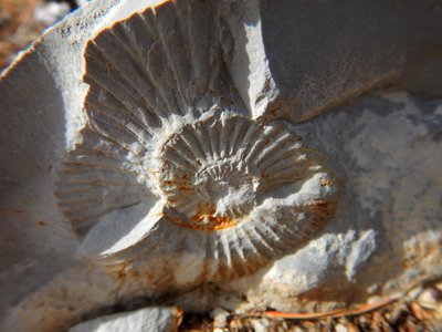 Ammonites