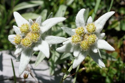 Edelweiss