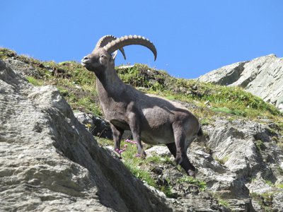 Bouquetin mâle