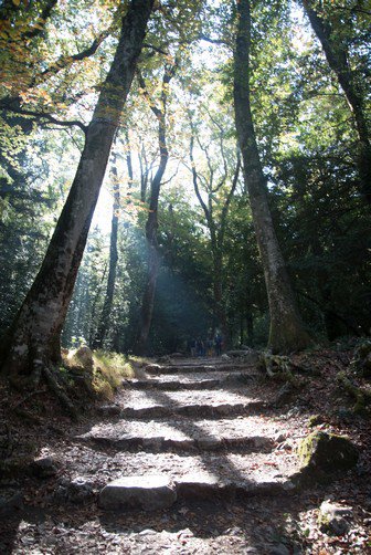 La forêt relique