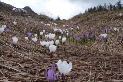 Station de crocus au printemps