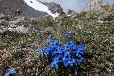 Gentianes de Printemps en direction du Col de Serenne