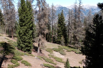 Mélézet, forêt ouverte