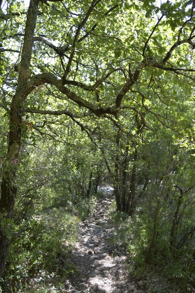 Le taillis