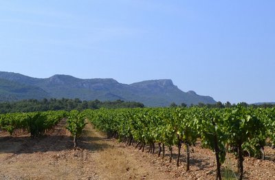 Le vignoble aux pieds du Mont Aurélien