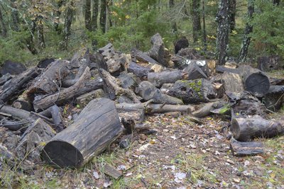 La vie de l'arbre mort