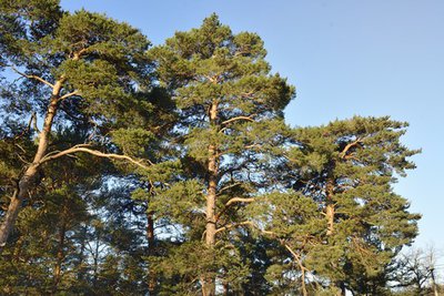 Pins sylvestres