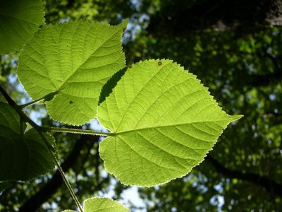 Le tilleul à grande feuille