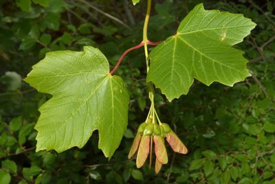 L'érable à feuilles d'obier