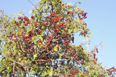 L'aubépine