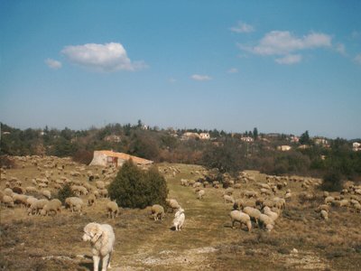 Un troupeau à la ferme de La Brasque