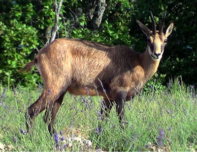 Chamois dans les lavandins