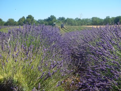 Cueillette du lavandin