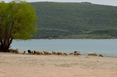 Le troupeau paisible
