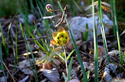 Fritilaria involucrata