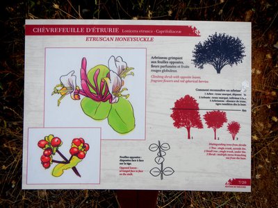 Le chèvrefeuille d'Etrurie