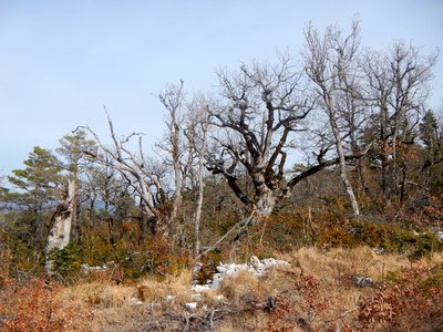 Les arbres centenaires
