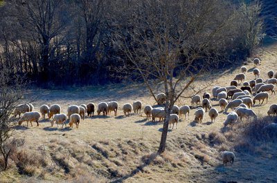 Moutons en pâtures