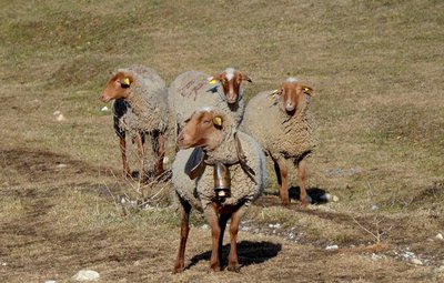 Les brebis