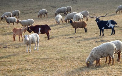 Moutons à Chateauvieux