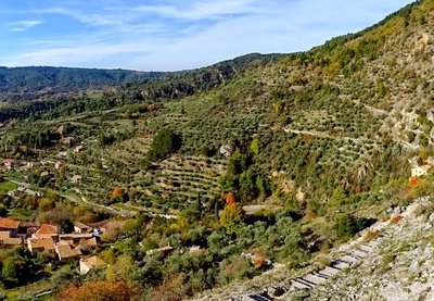 Vue sur les oliveraies en restanques